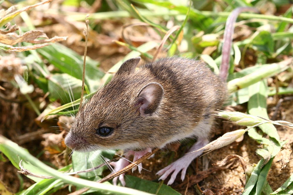 IMAGENES ANIMALES EN ALTA DEFINICION IMAGEN RATON DE CAMPO IMAGENES ANIMALES EN ALTA DEFINICION IMAGEN RATON DE CAMPO