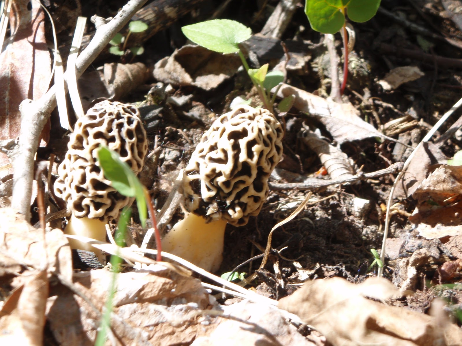 Wisconsin Outdoor Sports Morel Mushroom Hunting Another Great Reason
