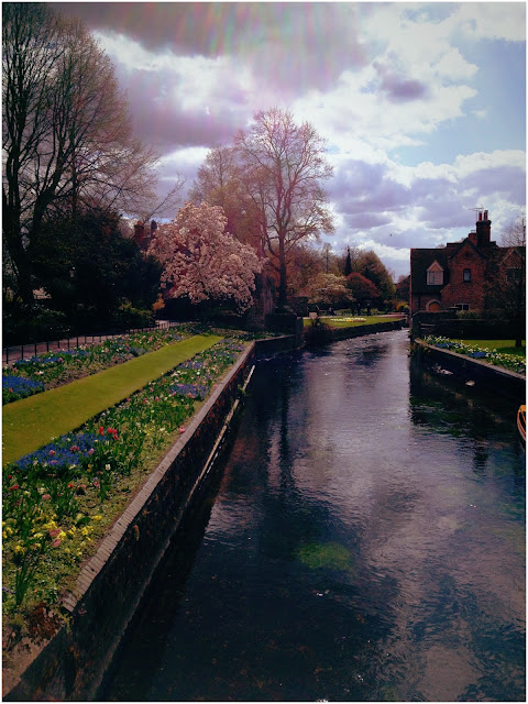 Canterbury in Bloom