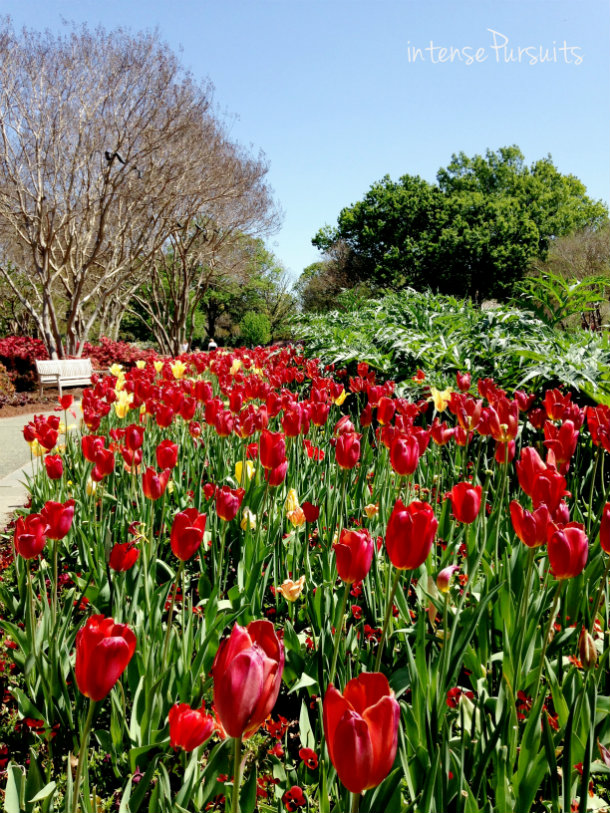 Travel the dallas arboretum [tulip festival]