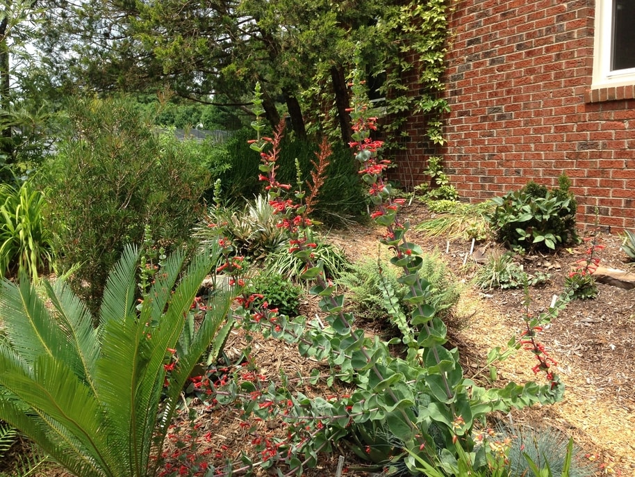 The succulent-like red flowered Penstemon murayanus