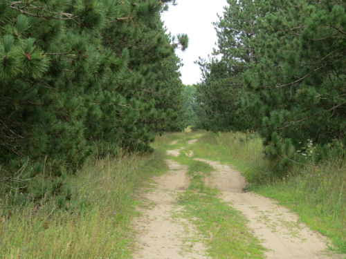 wiggling back road