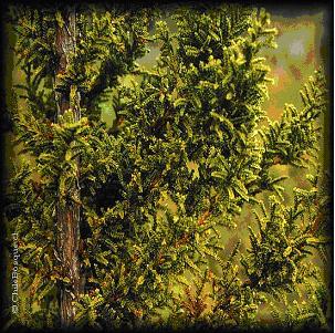 Geochile "Punta Arenas": octubre 2011