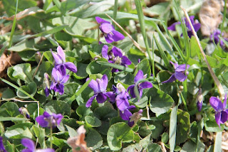 Violets Violets