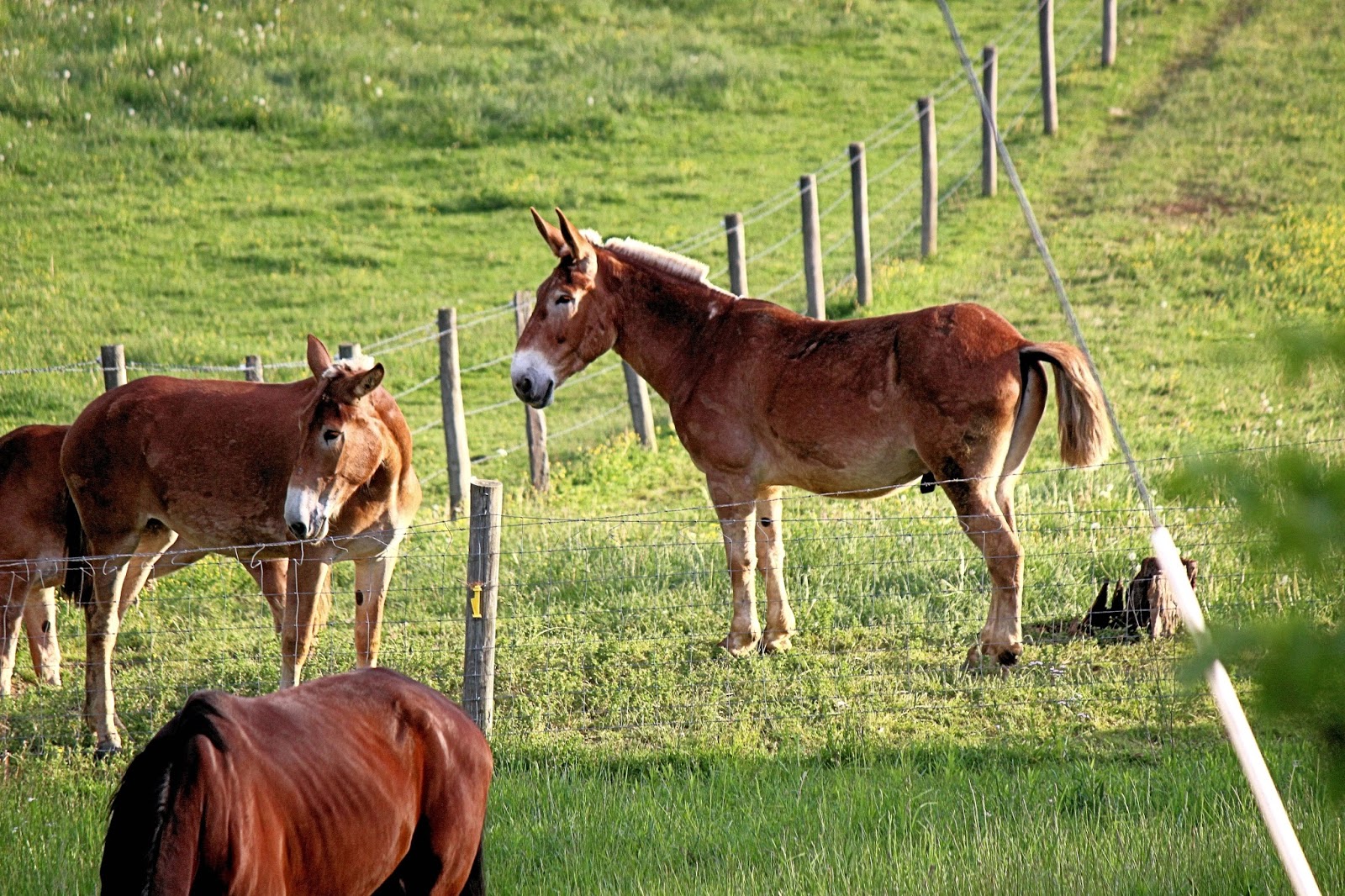 Horses And Mules Amish Country