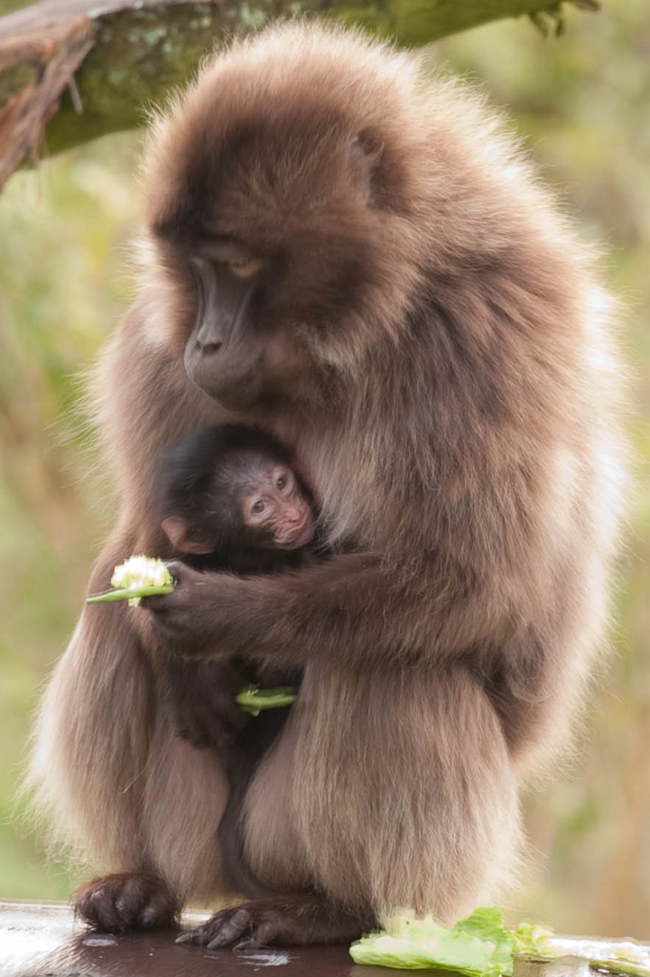Baby Animals: Baboon infant 16