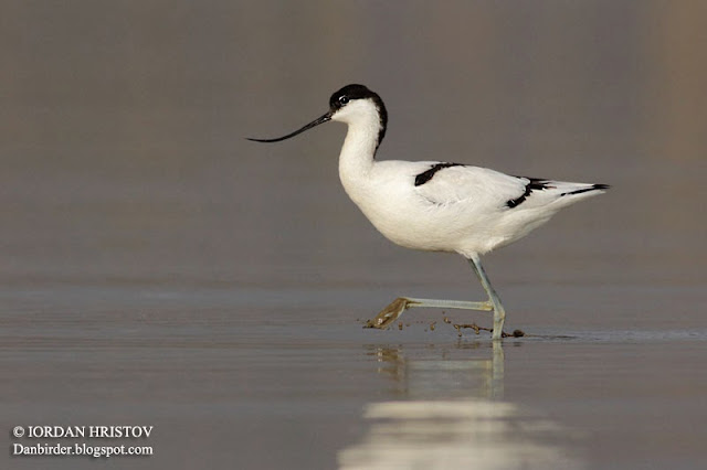 Avocet photography