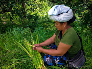 A Woman Bind Coconut Leaves In The Field At The Village