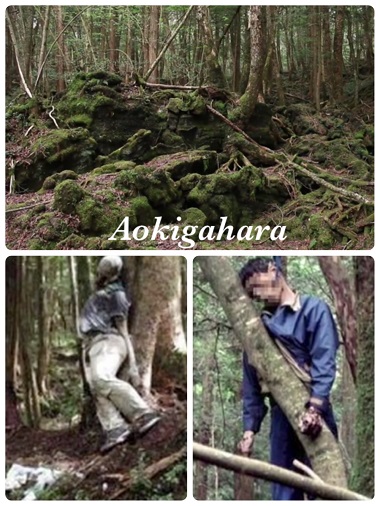 Aokigahara Hutan Tempat Bunuh Diri ~ Panduan Hidup Di Jepang