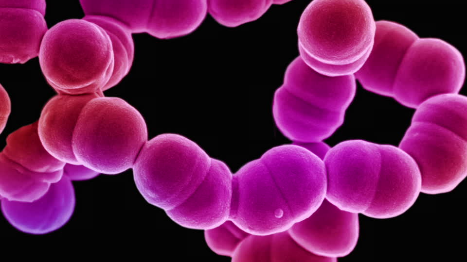 Streptococcus spp. Streptococcus pneumoniae (пневмококк). Стрептококк 2 группы. Стрептококки микробиология. Пневмококки микробиология.
