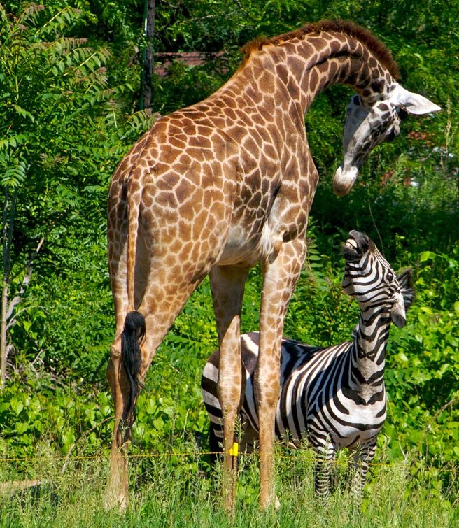 List 91+ Images zebra is to stripes as giraffe is to Excellent