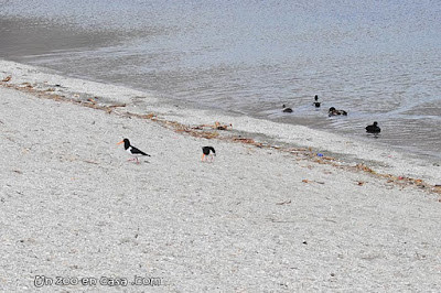 Ostrero de Finsch (Haematopus finschi)