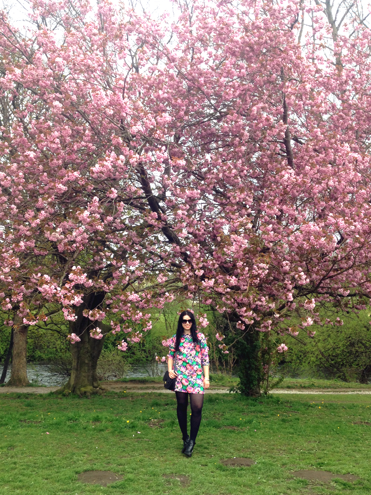 Beautiful cherry blossom in London, England - lifestyle blog