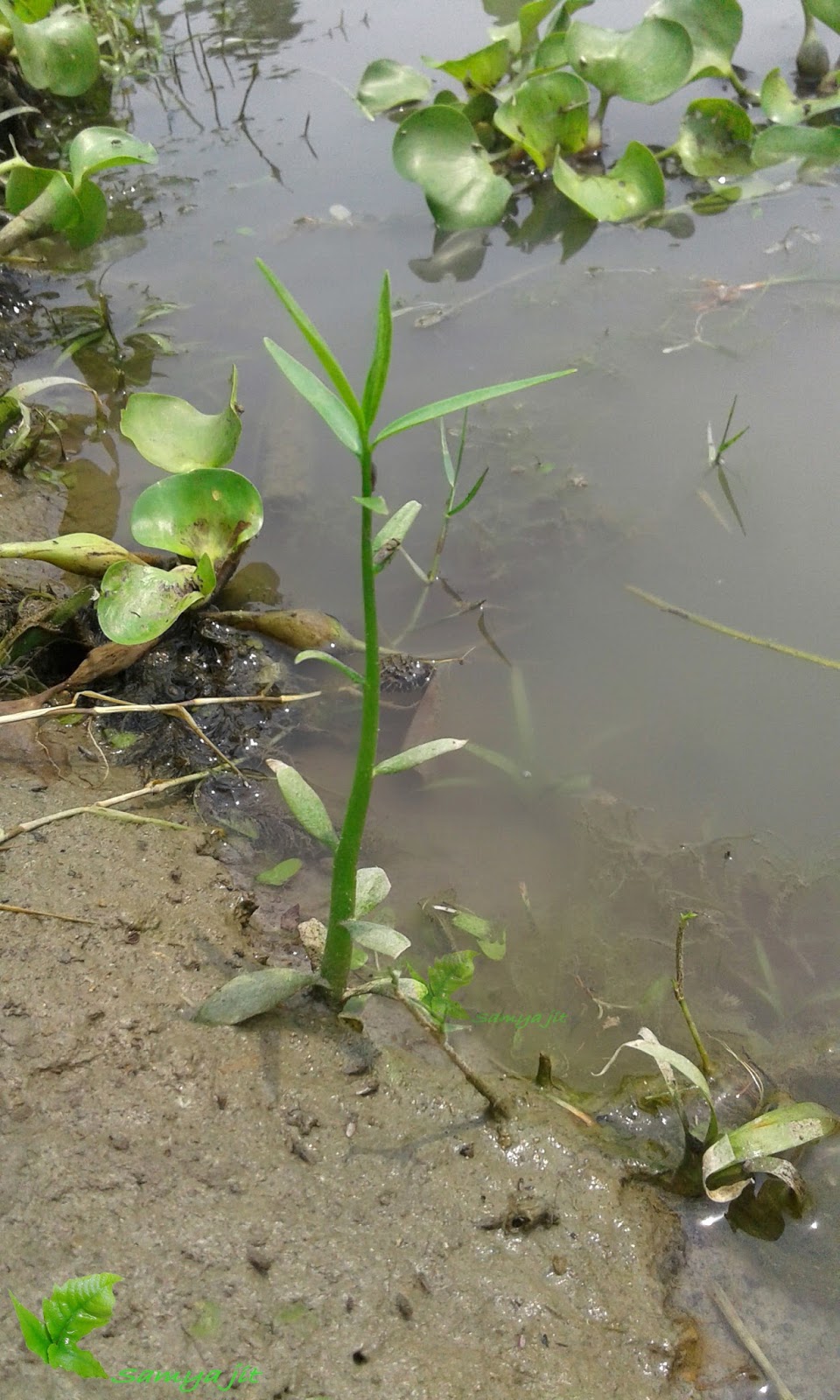 NATIVE AQUATIC A plant Collection trip in local area(southern West