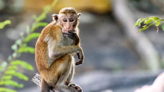  Gara-Gara Cuaca Panas, Monyet di India Berenang di Kolam Umum