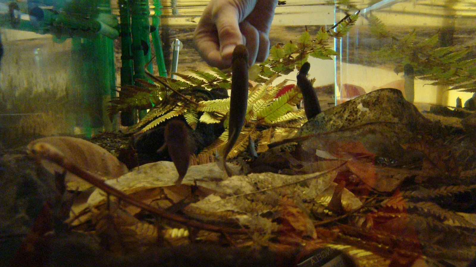 te-awa-the-river-hungry-hungry-mudfish
