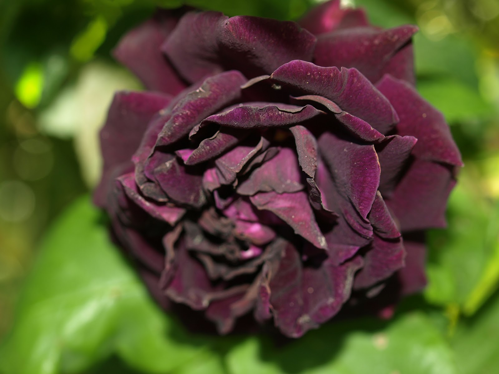 Vilt og vakkert: Før regnet som aldri kom..... Rosenes dag i dag