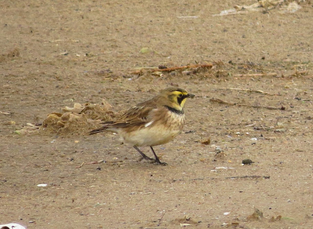 Shore Lark, Thornham Harbour