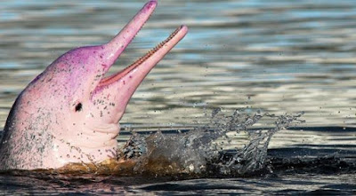 Delfin Rosado Pacaya Samiria, Cruceros Pacaya Samiria, Pink Dolphin