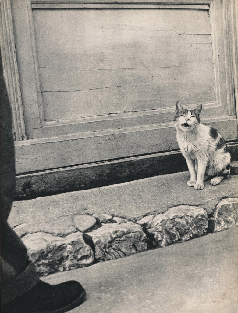 Vintage Photos of Cats From the 1950s Vintage Everyday