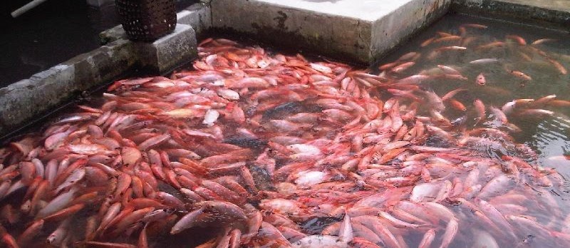 Cara Beternak dan Budidaya Ikan Nila Merah yang Menguntungkan untuk Usaha