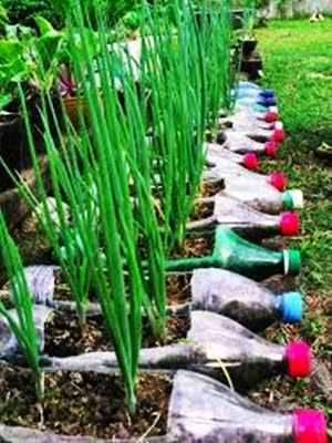 bertani sayur-mayur memanfaatkan botol minuman bekas bertani sayur-mayur memanfaatkan botol minuman bekas