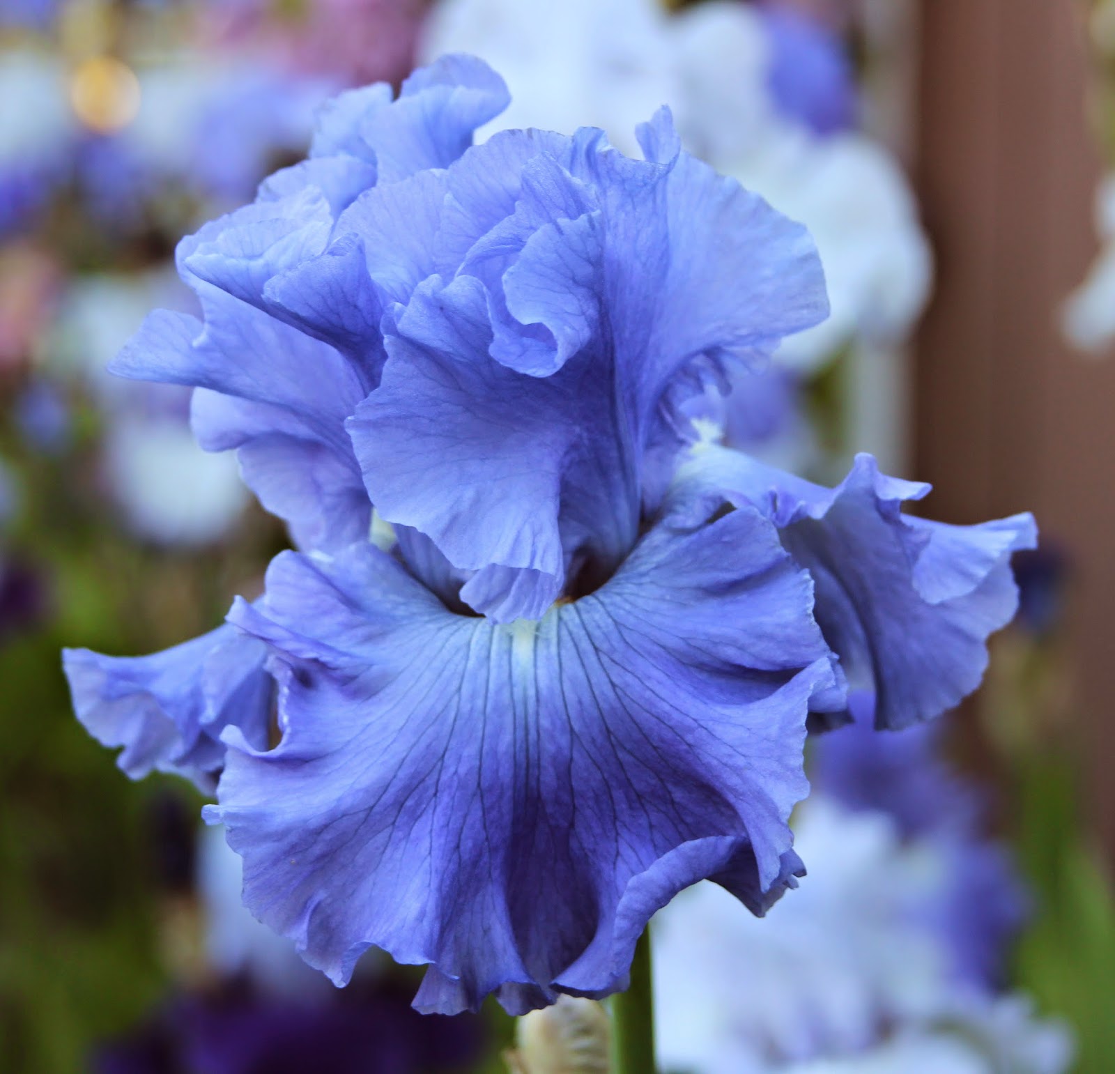 2014 TALL BEARDED IRIS BLOOMS Sowing the Seeds