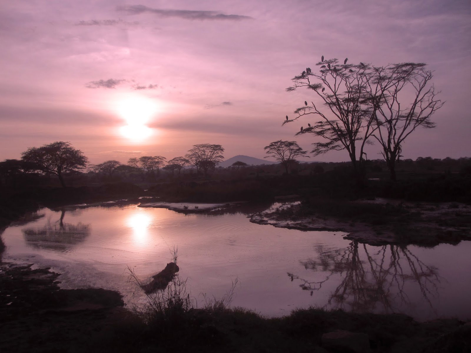 Fazer um SAFARI NO SERENGETI e explorar os animais e o bioma de savana | Tanzânia