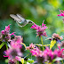 Keep Hummingbirds Coming Back With Variety of Blossoms