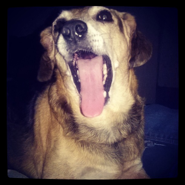 cachorrinho vira-latas