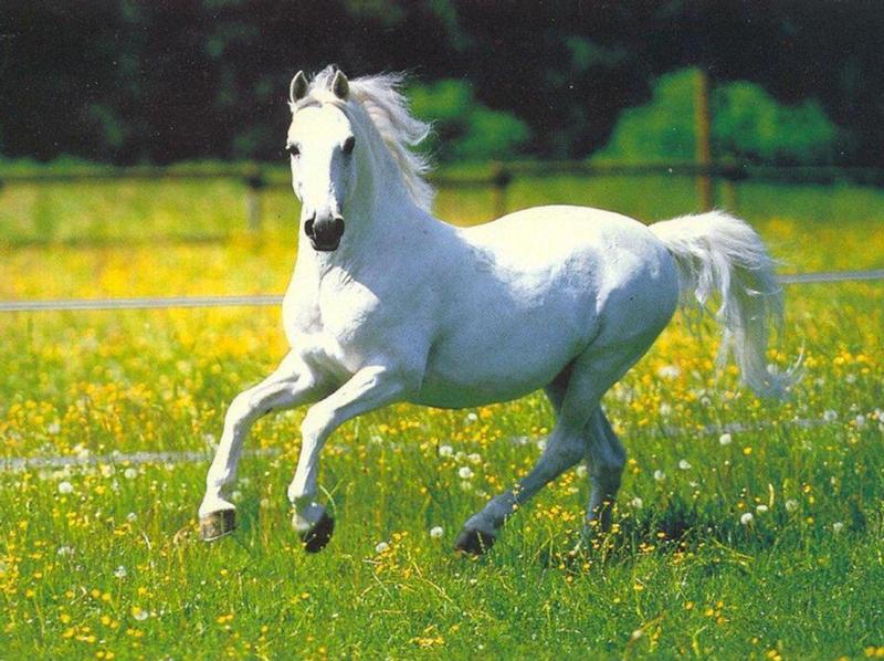 Quantum Wirausaha Cerita Inspirasi Kuda Bisa Mengajari Kamu Menjadi Pemimpin