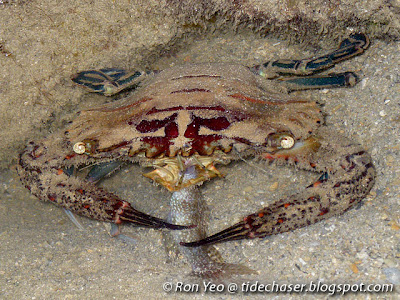 Red Swimming Crab (Thalamita spinimana) Red Swimming Crab (Thalamita spinimana)