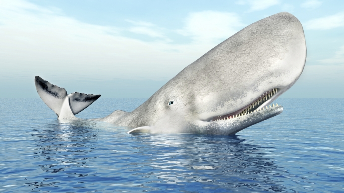Essays on moby dick
