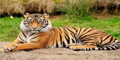 Harimau Tinggal 371 Ekor di Sumatera, WWF: Jaga Habitatnya!