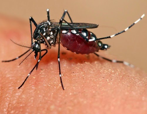 Denggi, demam denggi, kes denggi meningkat, wabak denggi, serangan denggi, ancaman denggi boleh membawa maut, kesan denggi, cara hapuskan, bunuh pembiakan nyamuk aedes, virus denggi, kematian akibat denggi