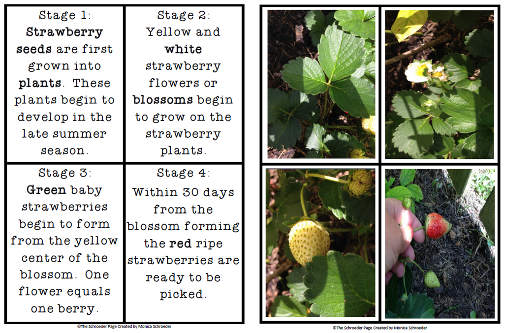 classroom-freebies-strawberry-life-cycle-cards