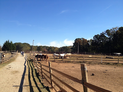 Alive and Livin': Southern Cross Horse Ranch