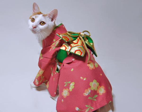 Ngộ nghĩnh trào lưu mèo mặc Kimono điệu đà như người