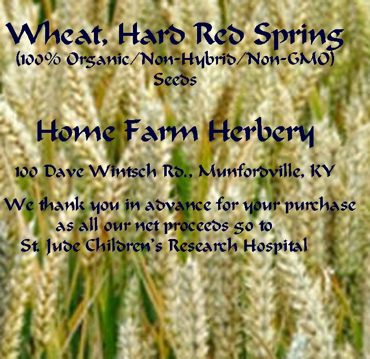 Wheat Hard Red Spring 100 Organic Non Hybrid Gmo Seeds For Wheat Hard Red Spring 100 Organic Non Hybrid Gmo Seeds For So Now