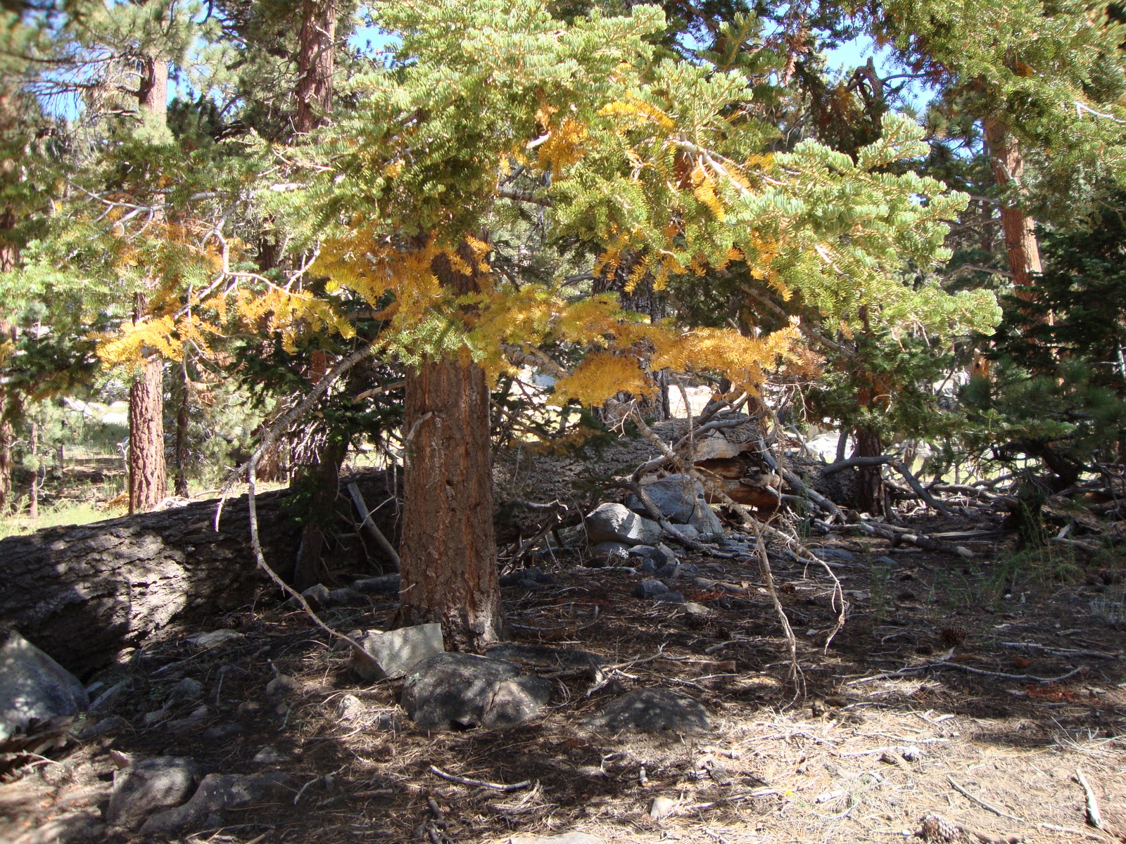 Palm Springs To Do & See Palm Springs Cable Cars