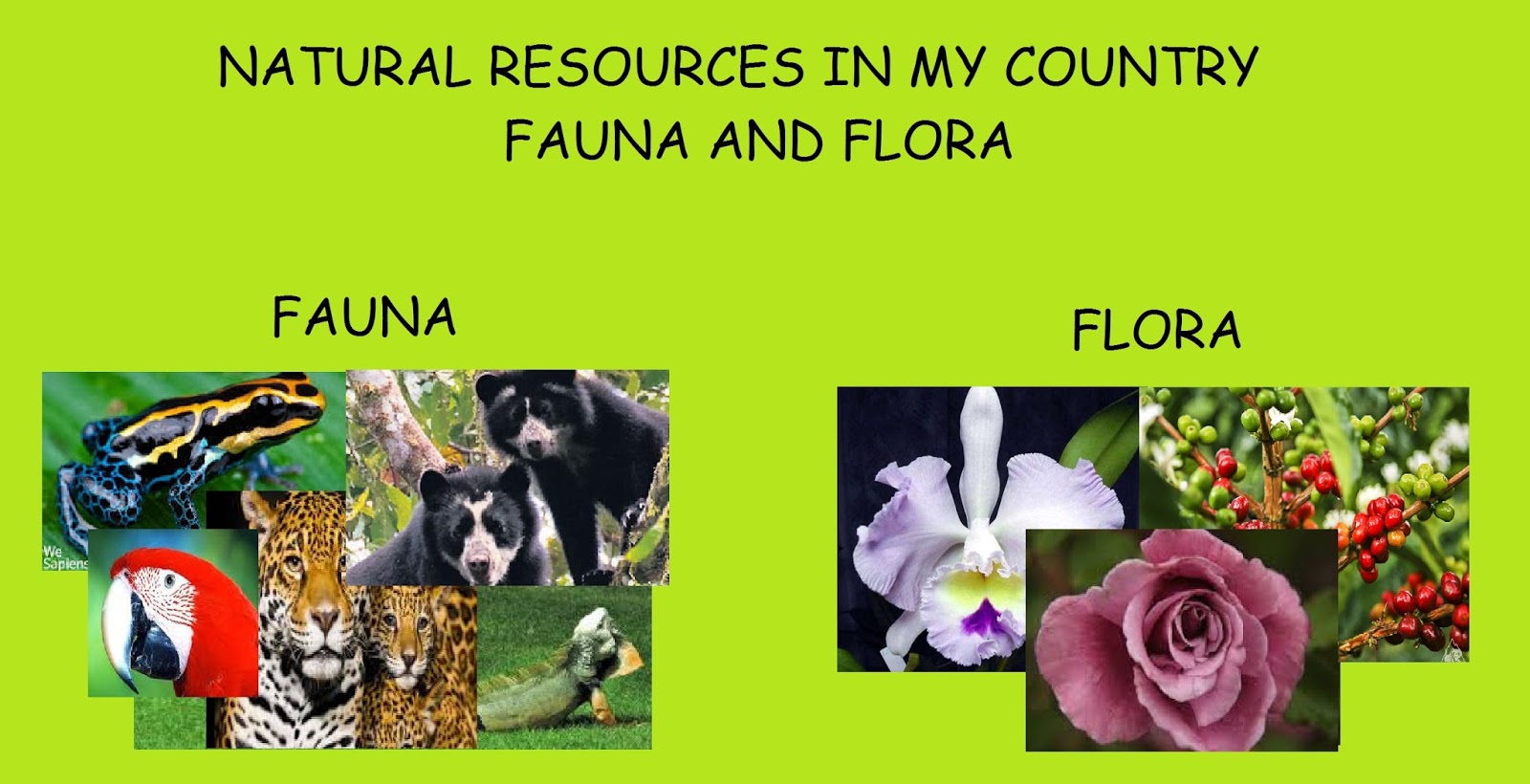 Flora Y Fauna In English