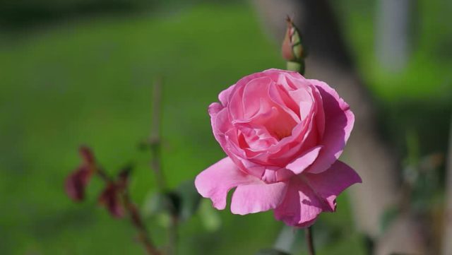 Pictures Of Flowers Pink Roses Pictures Of Flowers Pink Roses