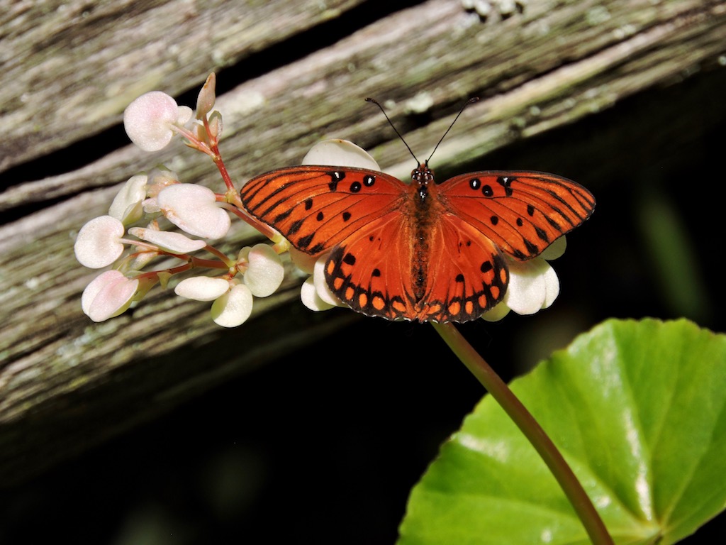 mnkcusa Gainesville, Natural Museum of History, Butterfly Exhibit, FL