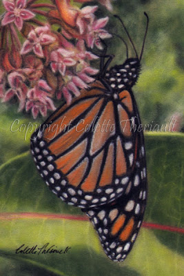 Monarch Butterfly Painting in Pastel by Award Winning Animal Artist Colette Theriault