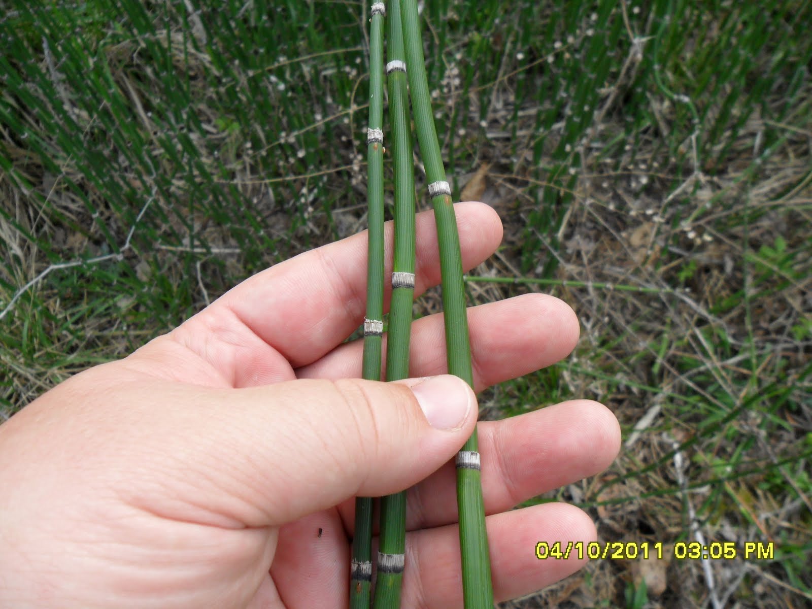 Southwest Indiana Bushcraft Bill Horsetail Reed