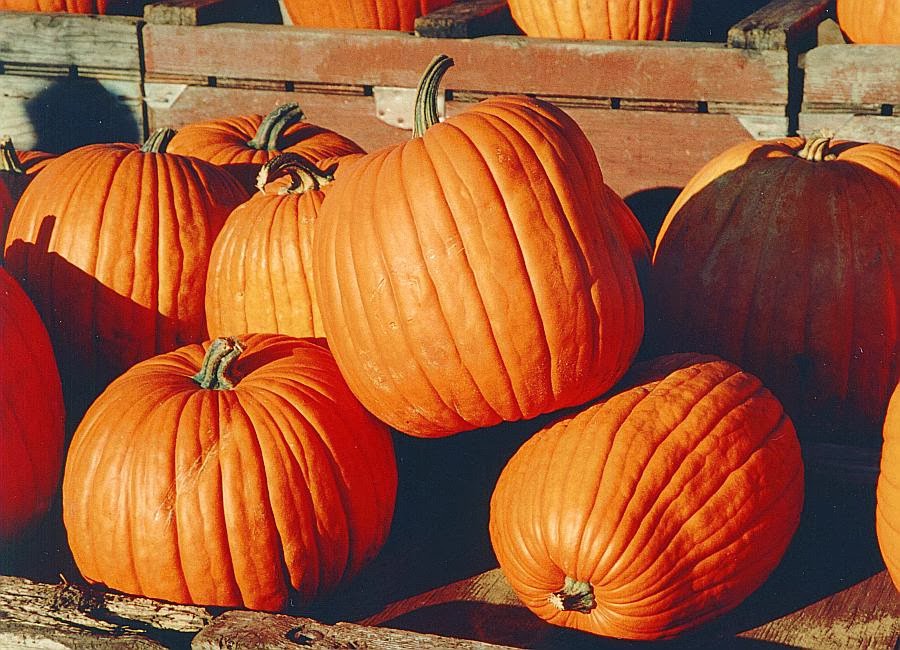 Ann Arbor Schools Musings: Halloween Special: Pumpkin Lesson Planning