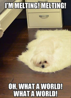 Dog Memes Dog Memes