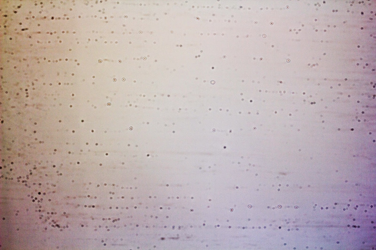 Test image with visible sensor dust and traces of sensor cleaning liquid