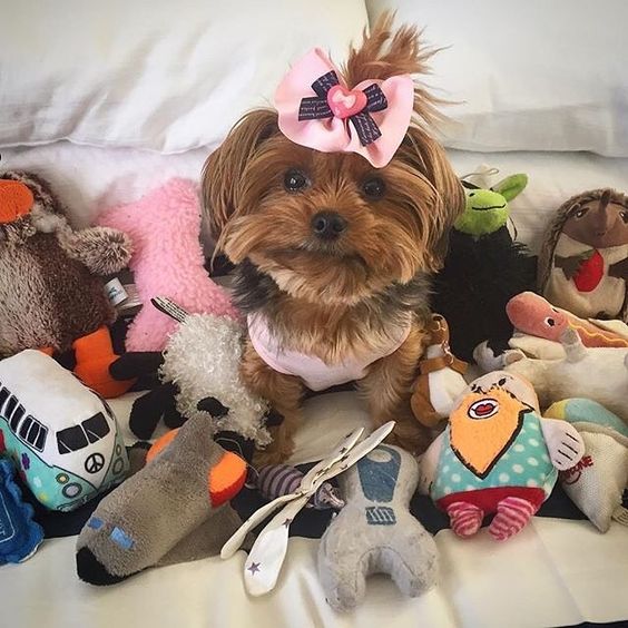 Cleaning Dog Bowls And Toys Cheap, Disinfecting And Efficient Cleaning