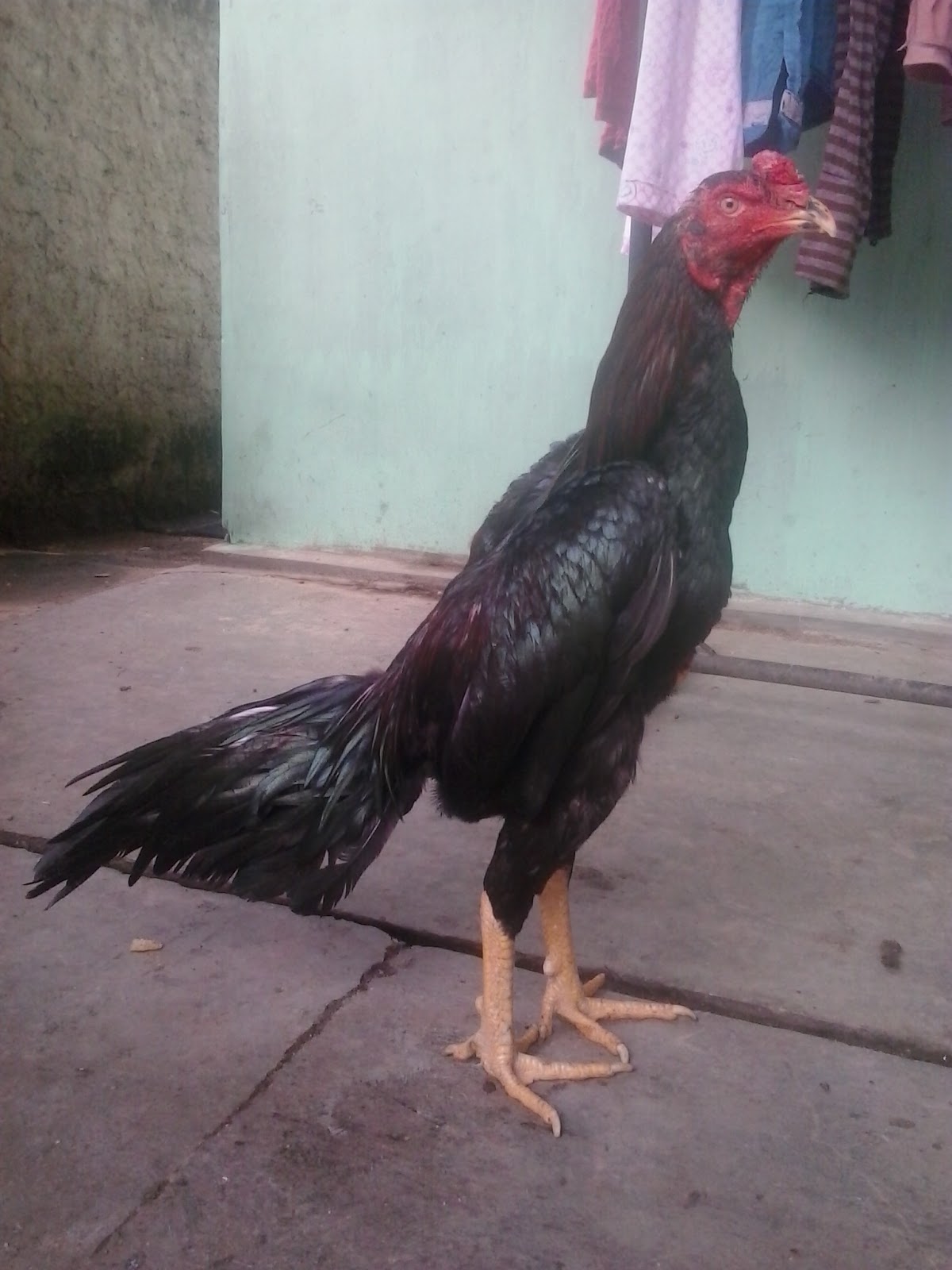 Ayam Anda Mabung?? Berikut Cara Agar Jagoan Anda Cepat Ayam Anda Mabung?? Berikut Cara Agar Jagoan Anda Cepat